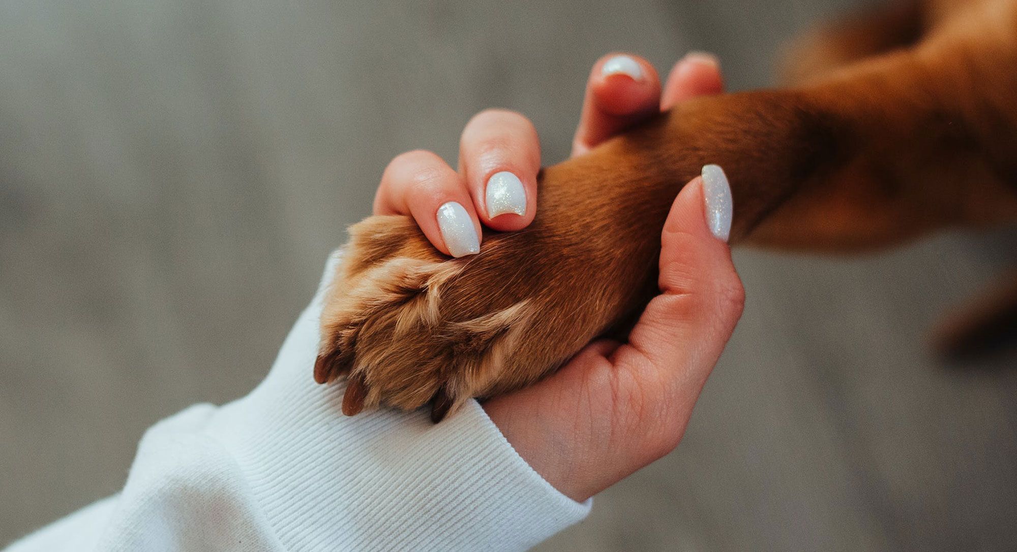 CastelaVet - Clínica Veterinária Lourinhã
